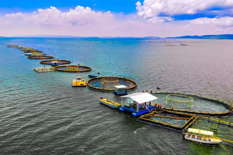 Recordbreaking seafood production must undergo a ‘blue transformation
