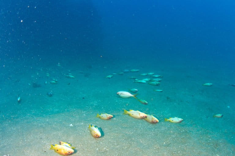 https://imgs.mongabay.com/wp-content/uploads/sites/20/2022/07/12024813/5.-Dynamite-Fishing-at-the-wreck-of-British-Sargeant-in-Kayankerni-Passikudah-2-1-768x512.jpg