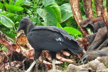 An American black vulture in Nepal.