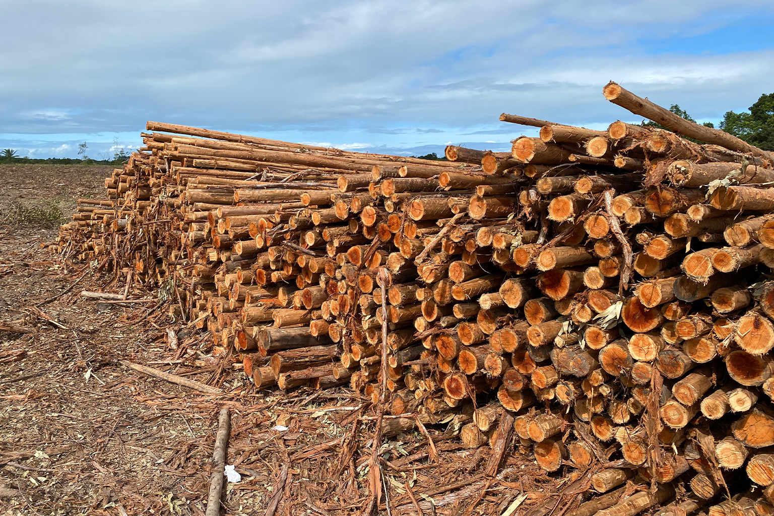 Freshly cut eucalyptus awaits transportation