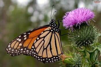 Monarch butterfly feeding on non-native bull thistle at the Metropolitan Beach Metropark Nature Area, Clinton, MI. Image by Steve Burt via Creative Commons 2.0 license.