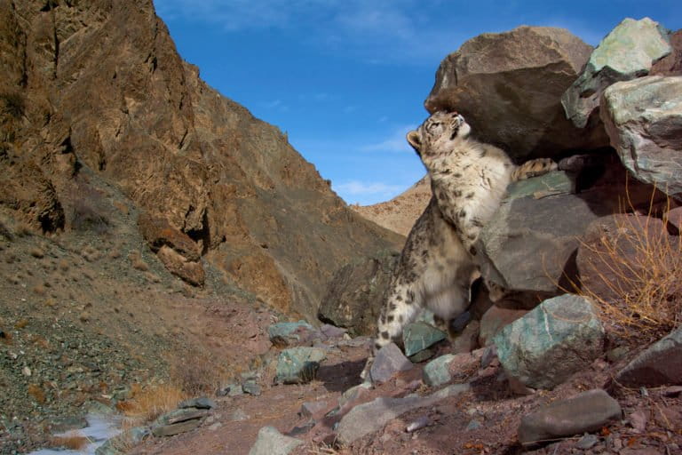 The snow leopard (Panthera uncia)