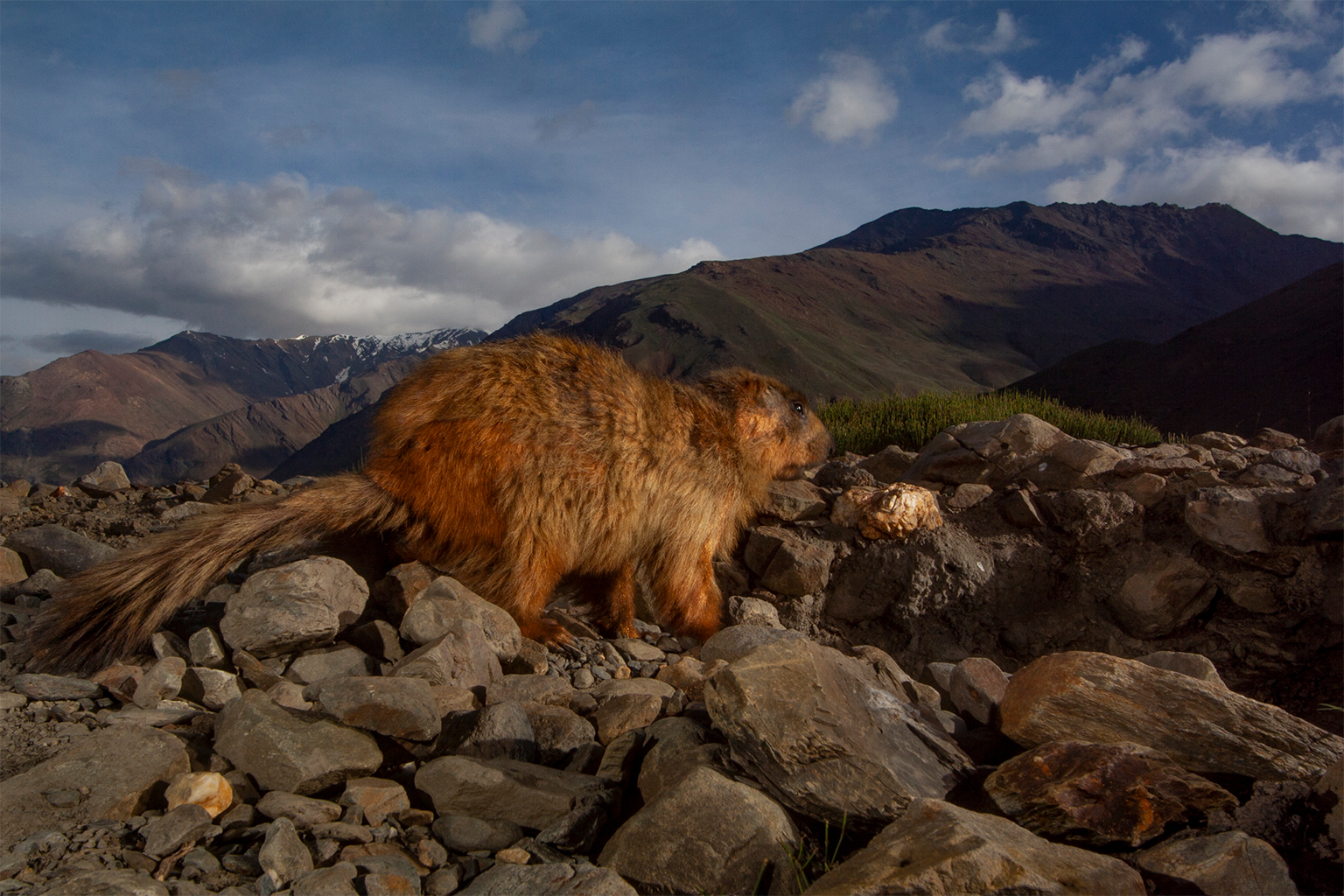 A marmot surveys its spectacular Himalayan view