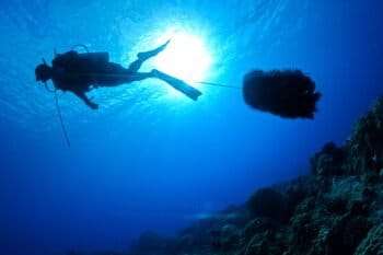 Diver towing a string of taramea.