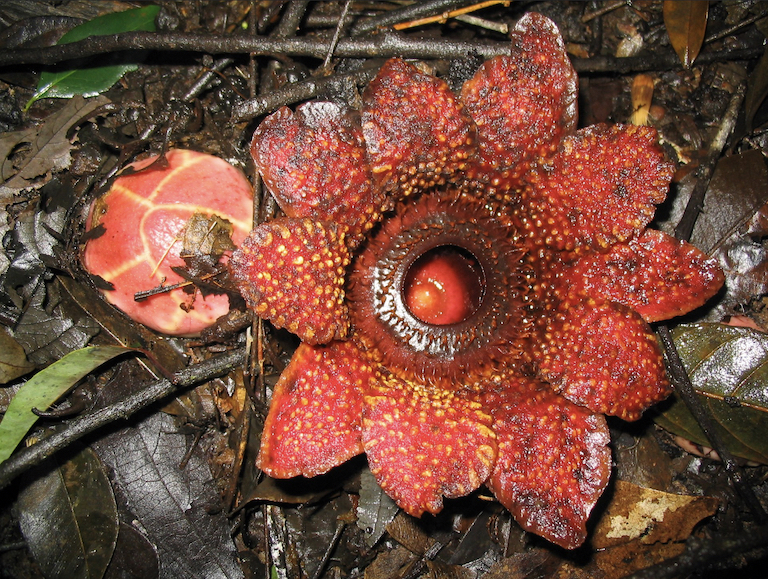 The hermit's spittoon (Sapria himalayana) in Namdapha National Park. Image by Andreas Fleischmann via Wikimedia Commons (CC 3.0)