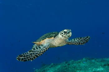 Hawksbill turtle