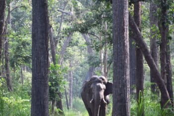 elephant nepal jungle