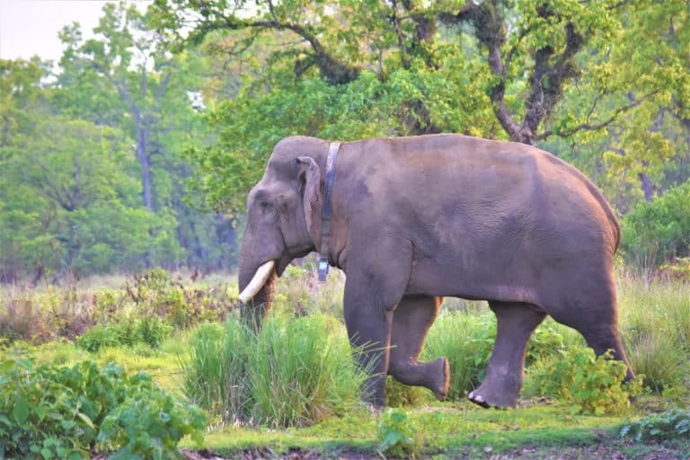 collared elephant in Nepal