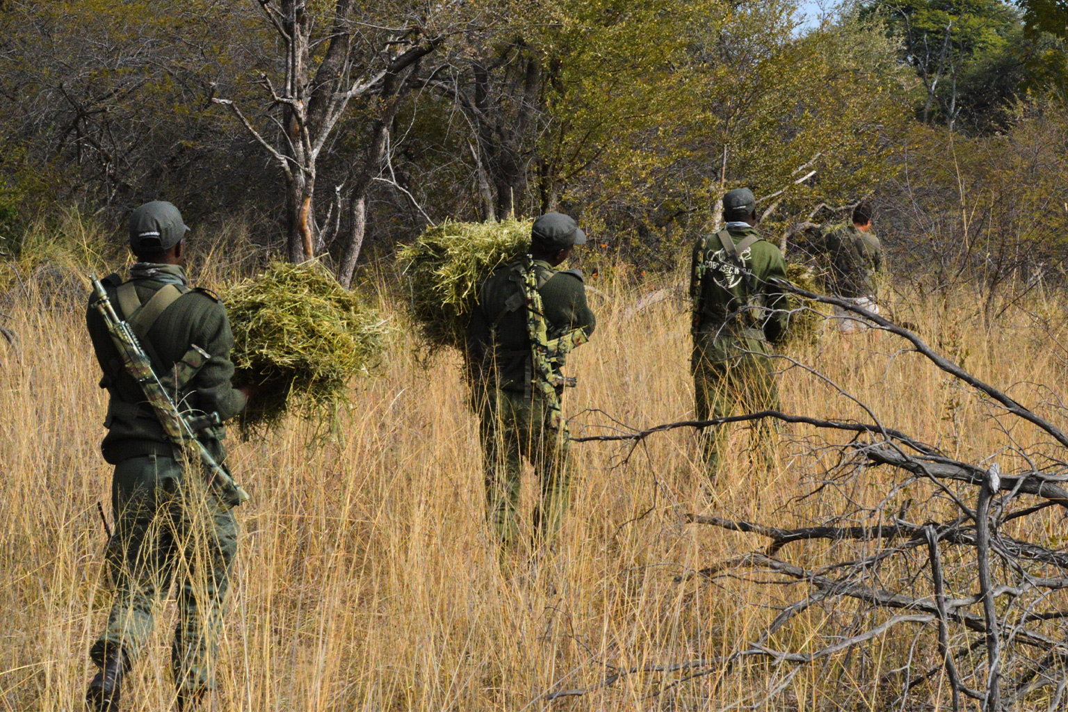 Members of the Cobras carry bundles of lucerne