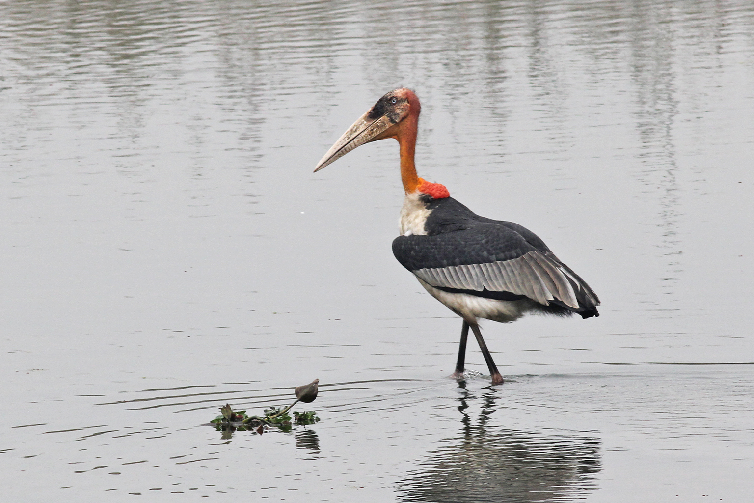 the greater adjutant (Leptoptilos dubius)