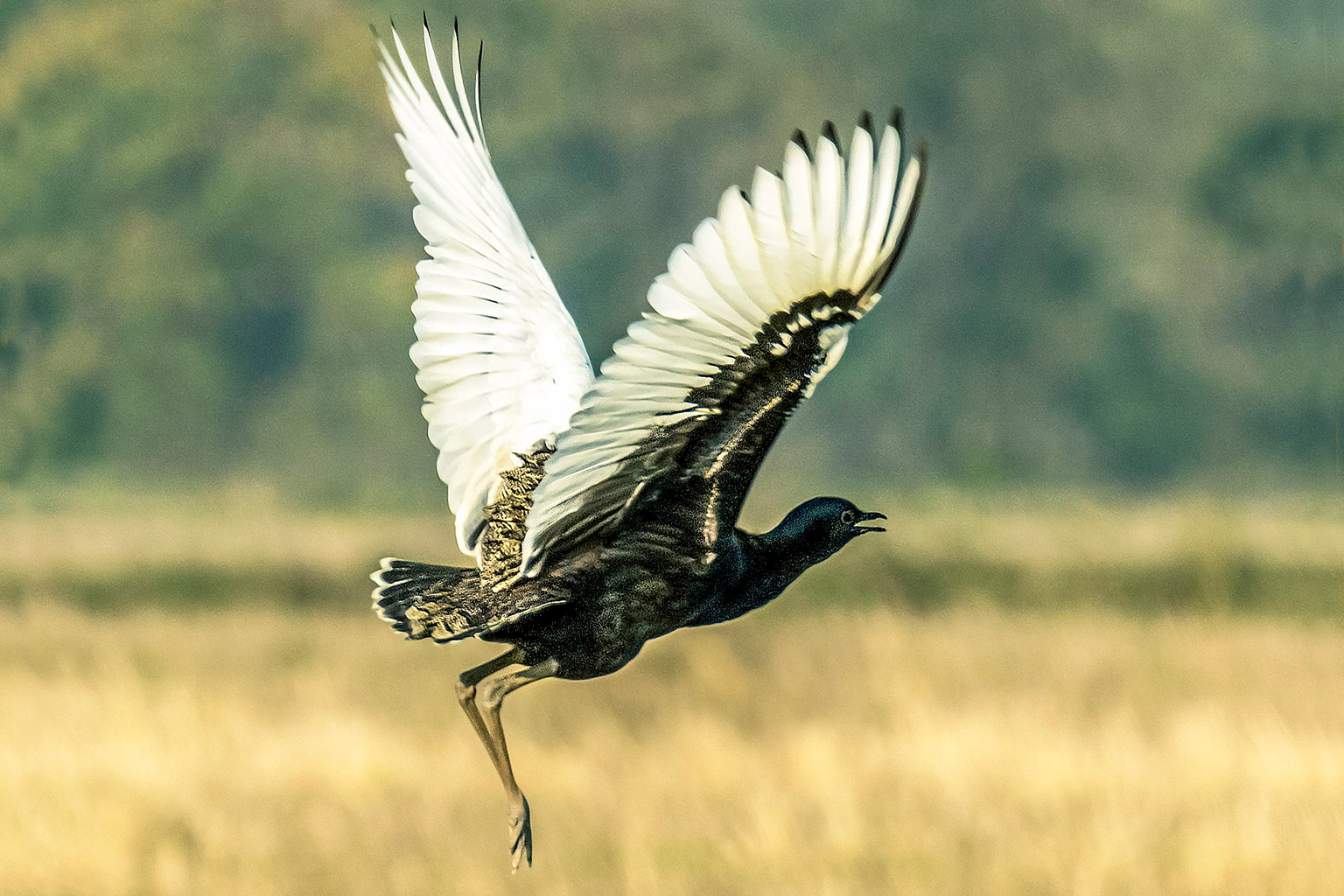 Bengal floricans (Houbaropsis bengalensis)