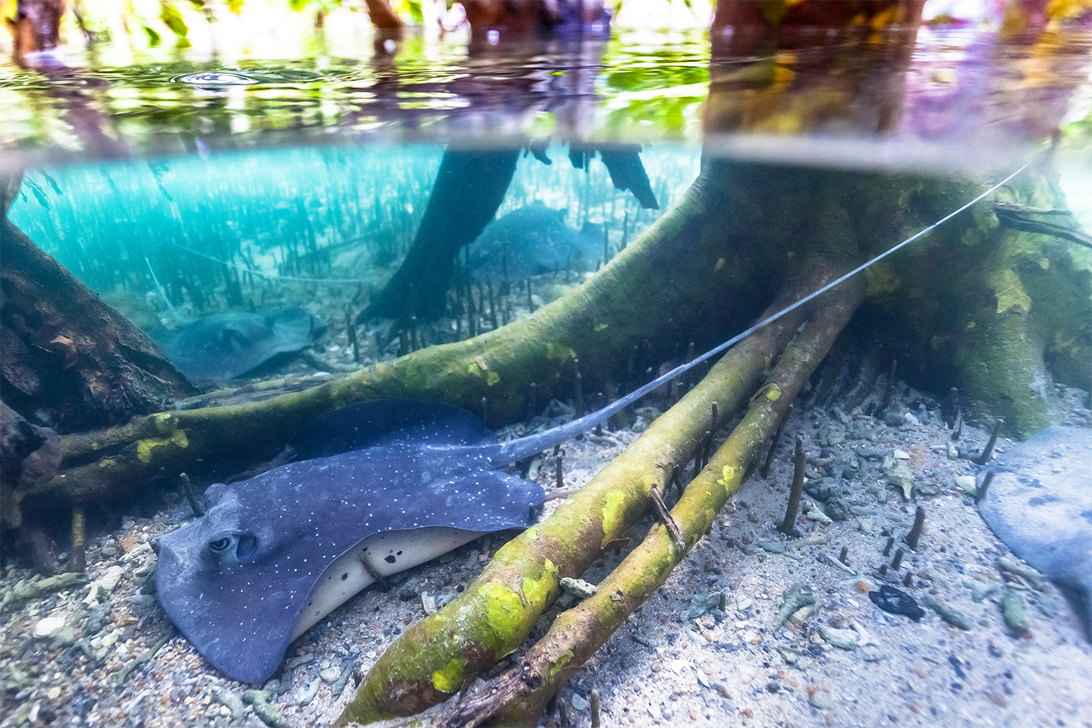 Mangrove whiprays 