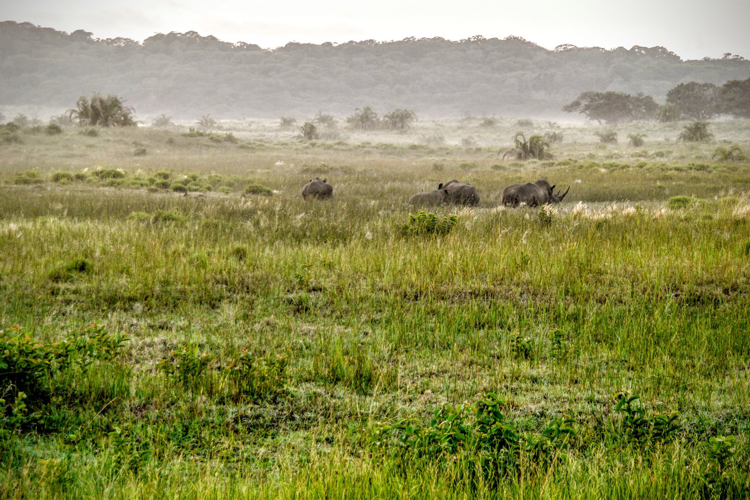 A rhino family in iSimangaliso Wetland Park