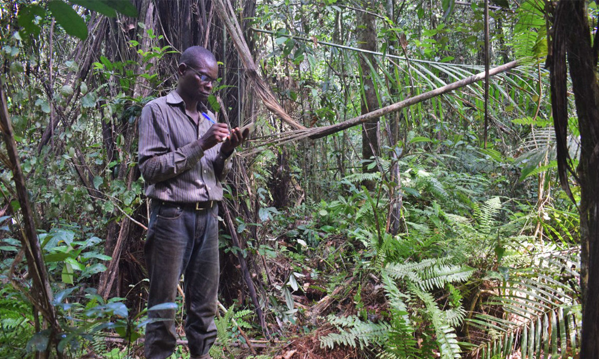 Study co-author Corneille Ewango.