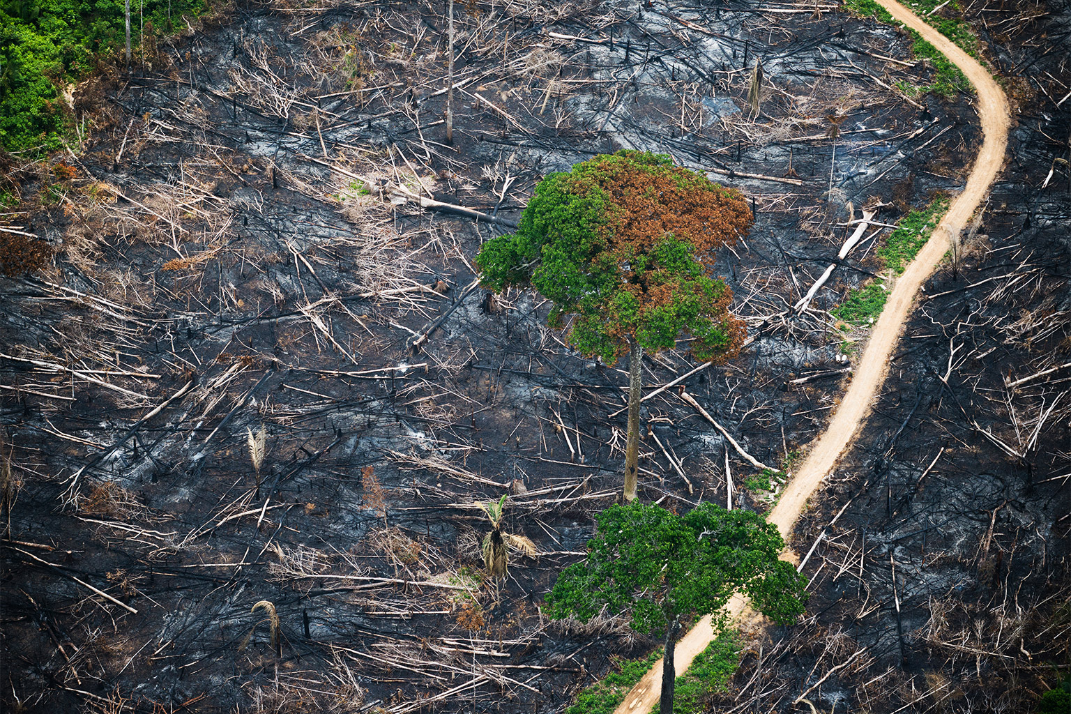 A strip of Amazon rainforest was burned to the ground in the Cachoeira Seca Indigenous Territory.