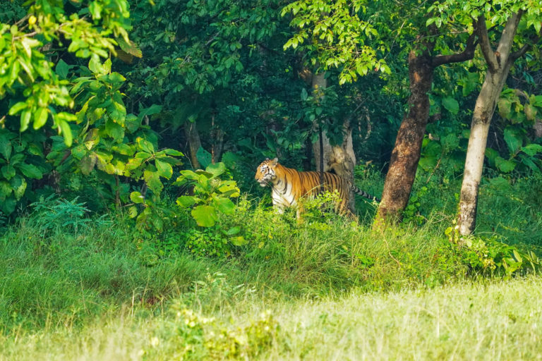 How India helped its Bengal tigers come roaring back 