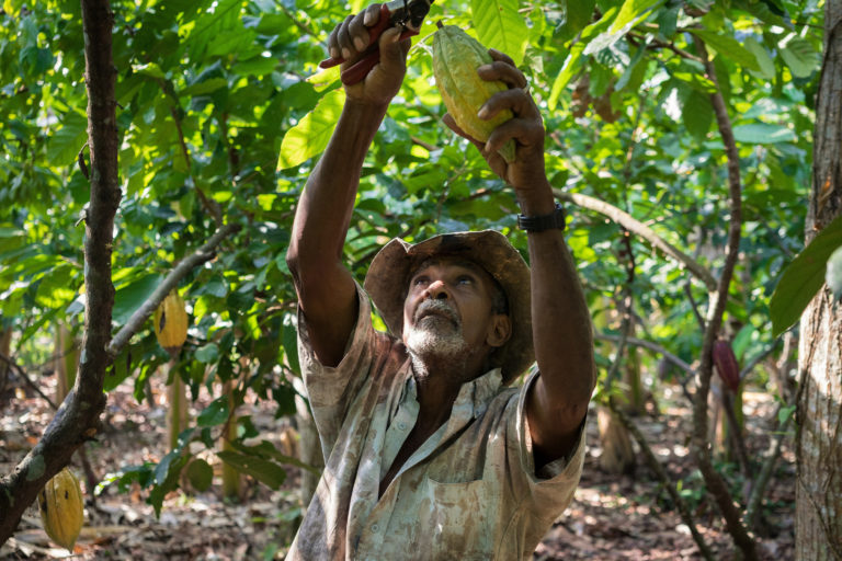 Tracing chocolate’s environmental life cycle