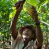 A farmer cuts cacao pods from the tree in Colombia.