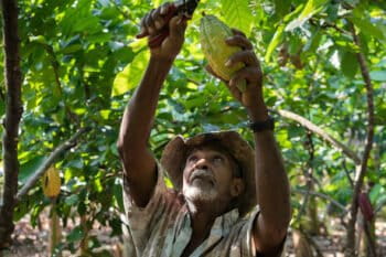 A farmer cuts cacao pods from the tree in Colombia.