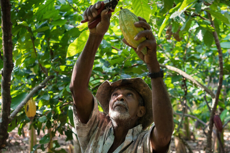 A farmer cuts cacao pods from the tree in Colombia.