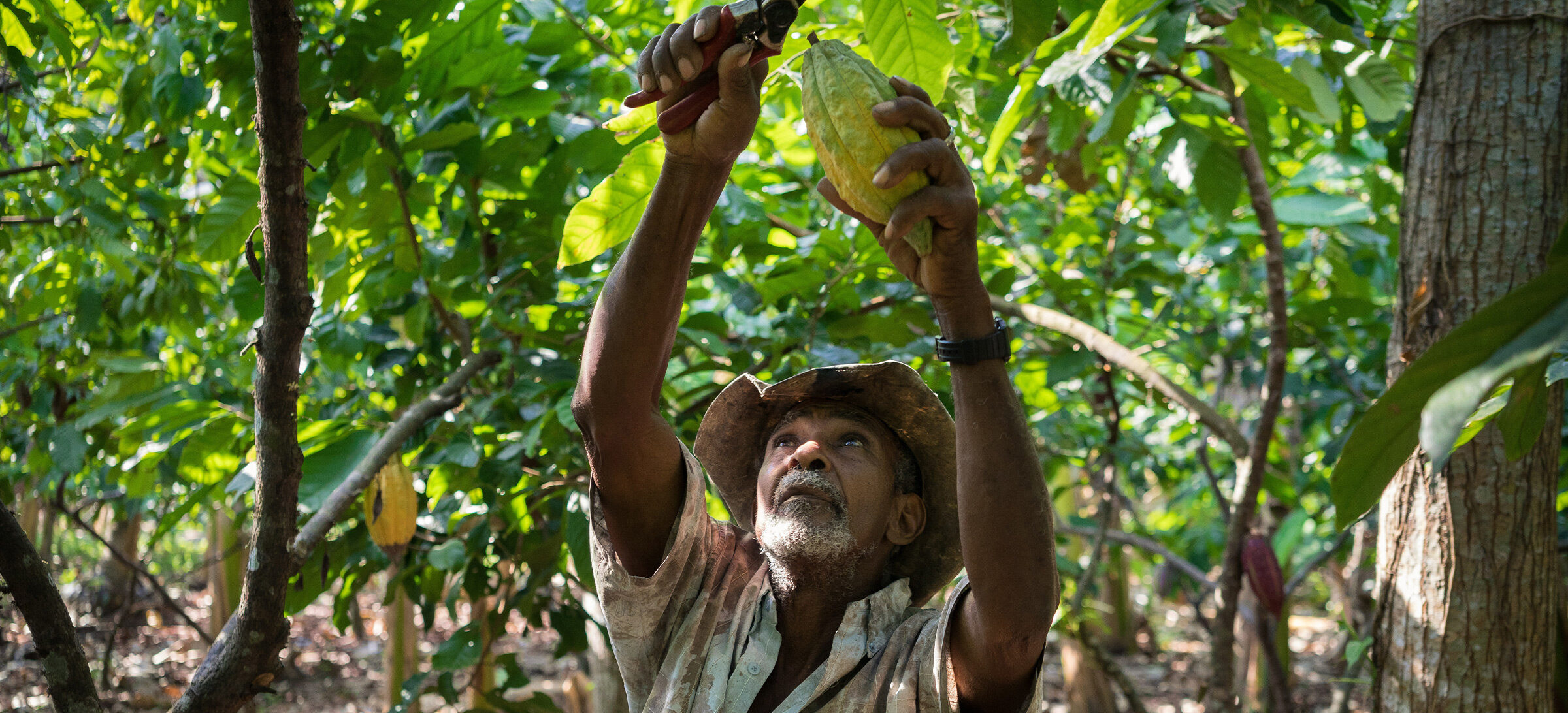 A farmer cuts cacao pods from the tree in Colombia.