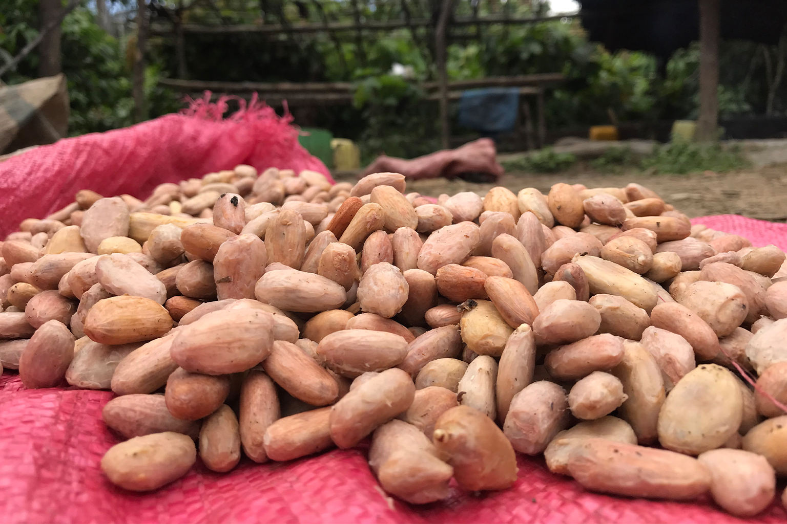 Freshly harvested cocoa beans