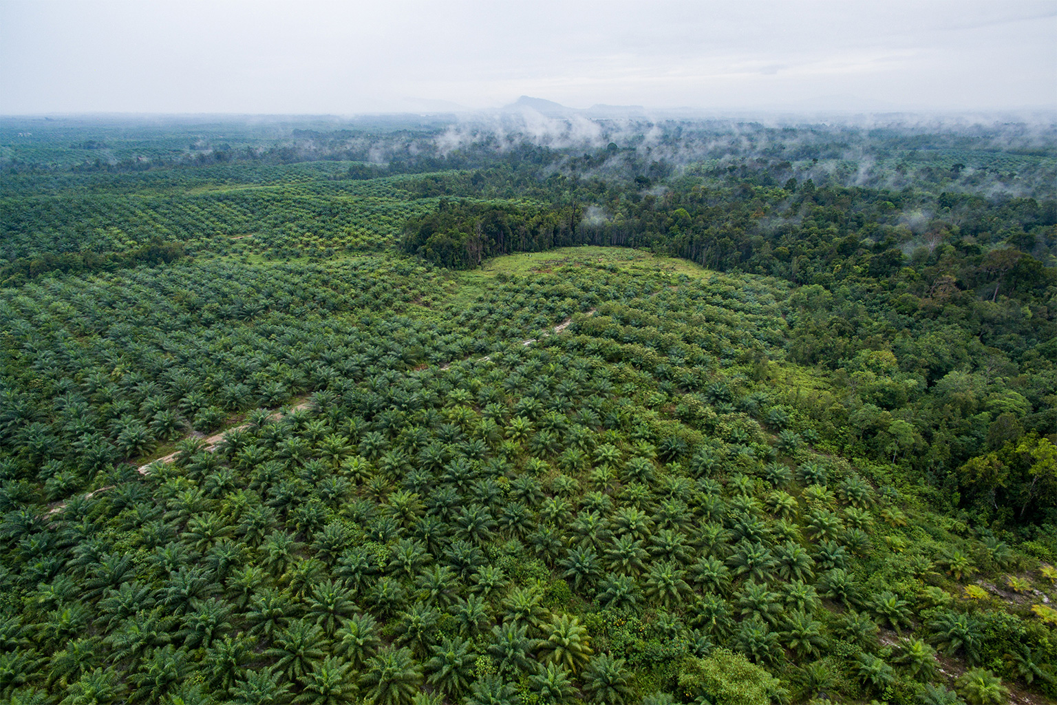 Trase Insights - Indonesia makes progress towards zero palm oil