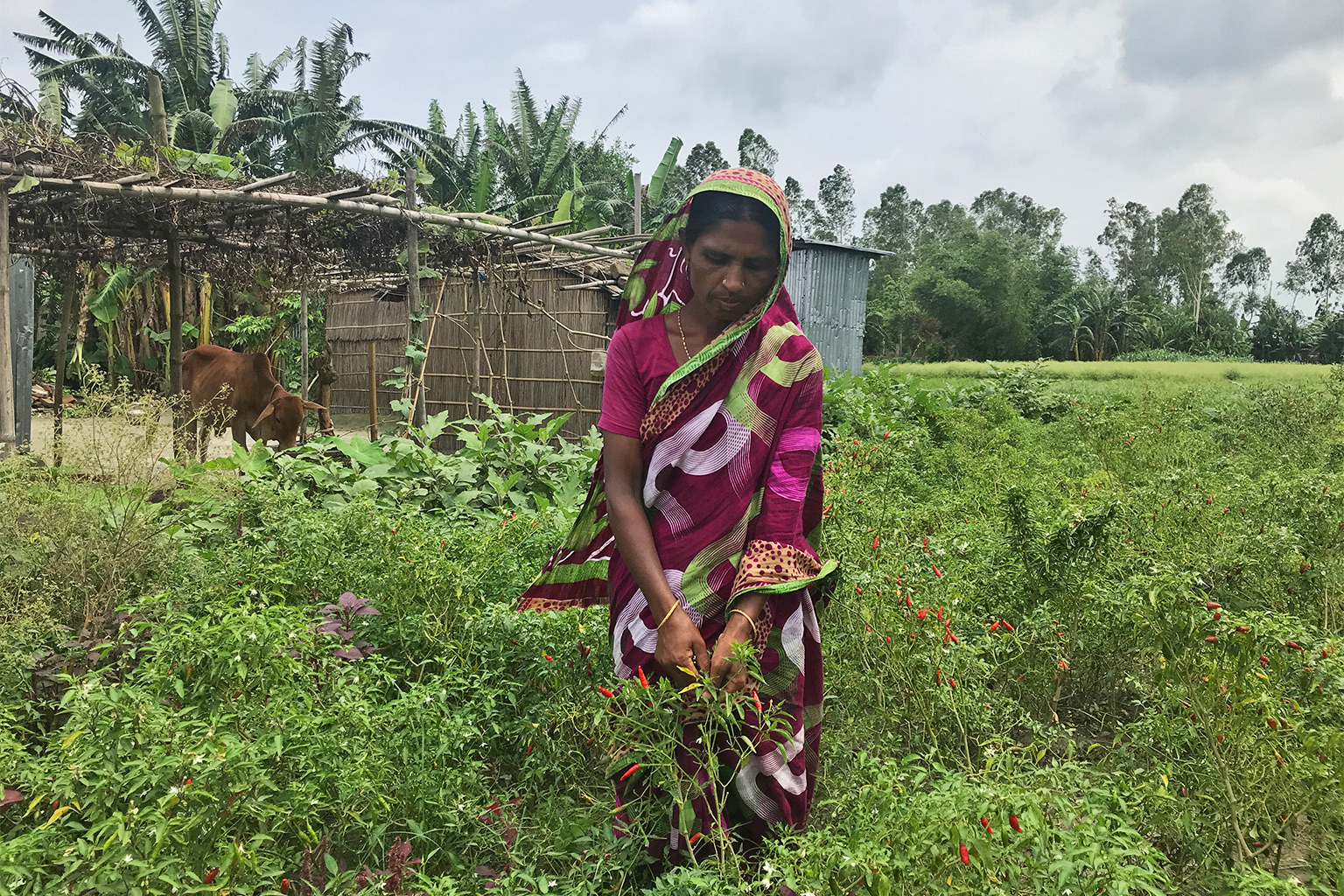 The villagers from char lands grow crops on the land around their houses.