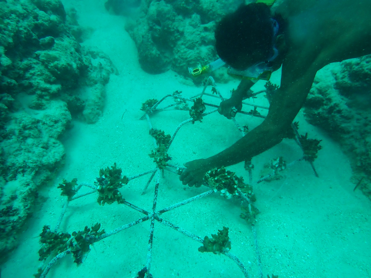 Spiderwebs' to the rescue for Indonesia's coral reefs