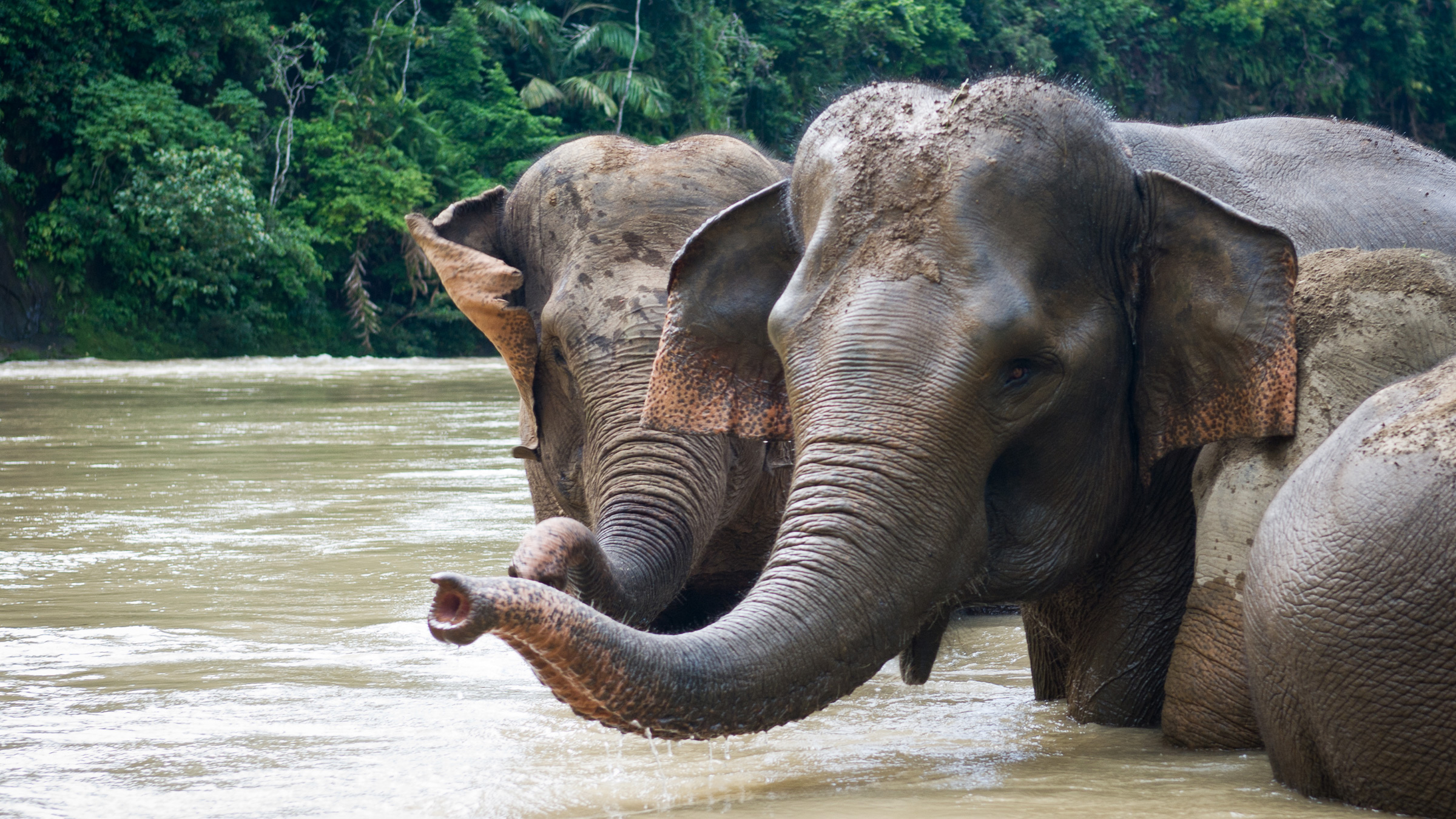 Indonesia should avoid controversial programs to fund conservation (commentary)