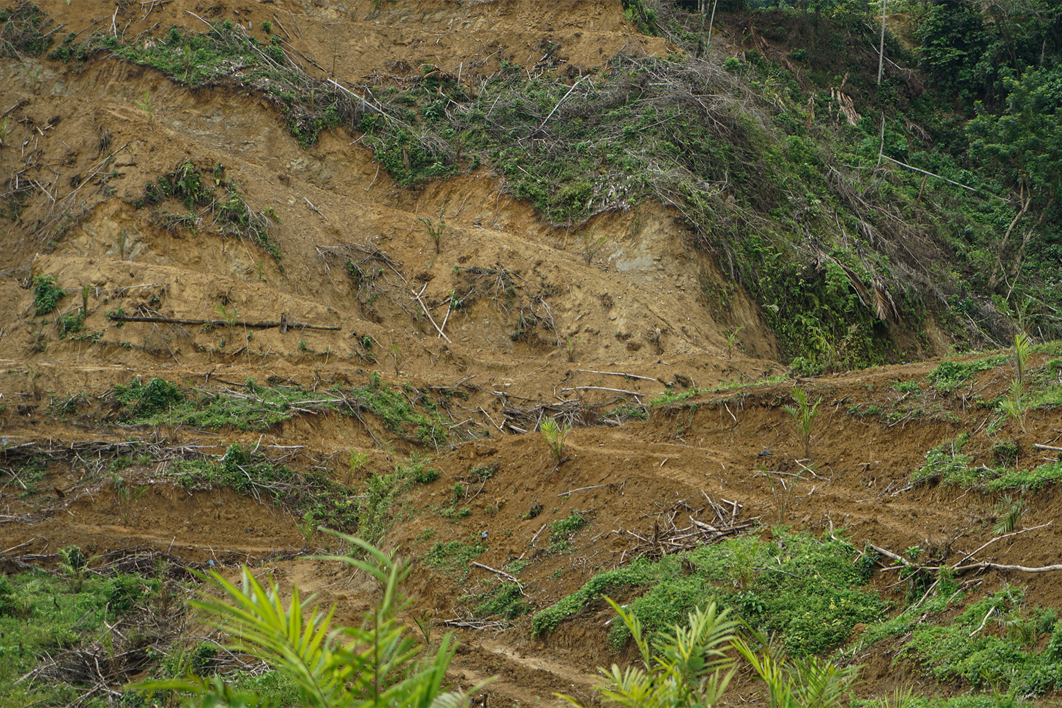 One of the recently cleared lands on the way to Alue Buloh, Cot Girek