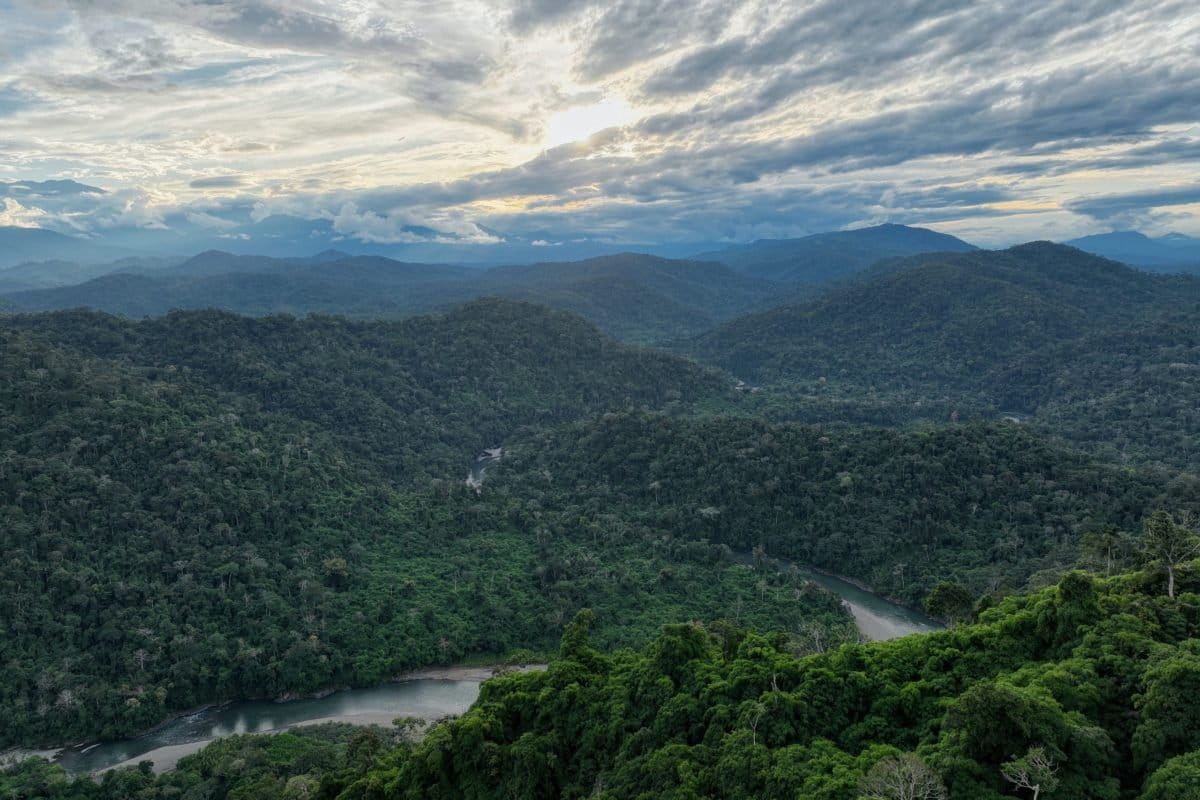 The Amazon rainforest in Peru is an important habitat for birds. Photo credit: Rhett A. Butler