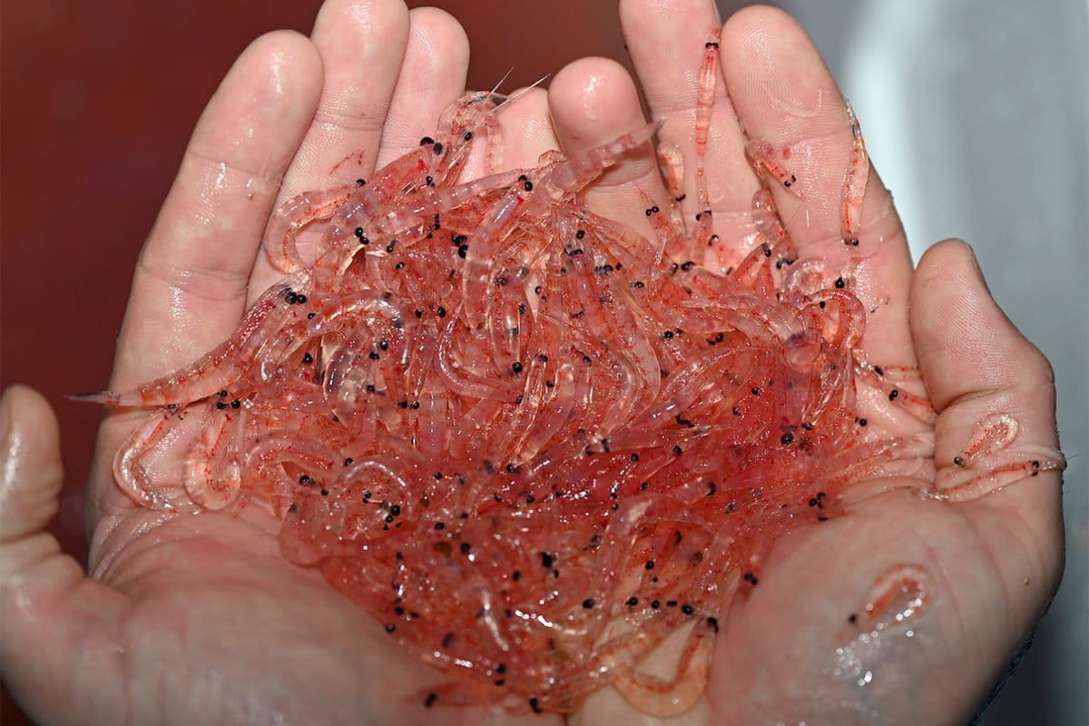 Climate change and overfishing threaten once ‘endless’ Antarctic krill