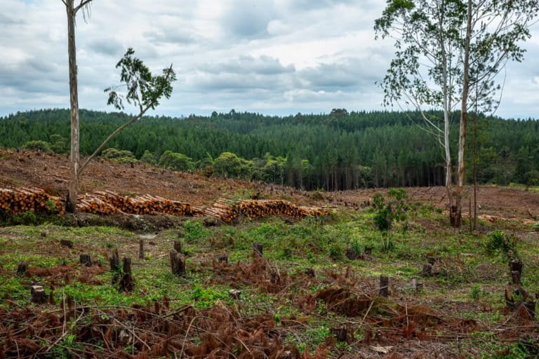 Panoramic view of the pine and eucalyptus monoculture plantations of the Irish multinational Smurfit Kappa Cartón de Colombia in Cajibío, Cauca.