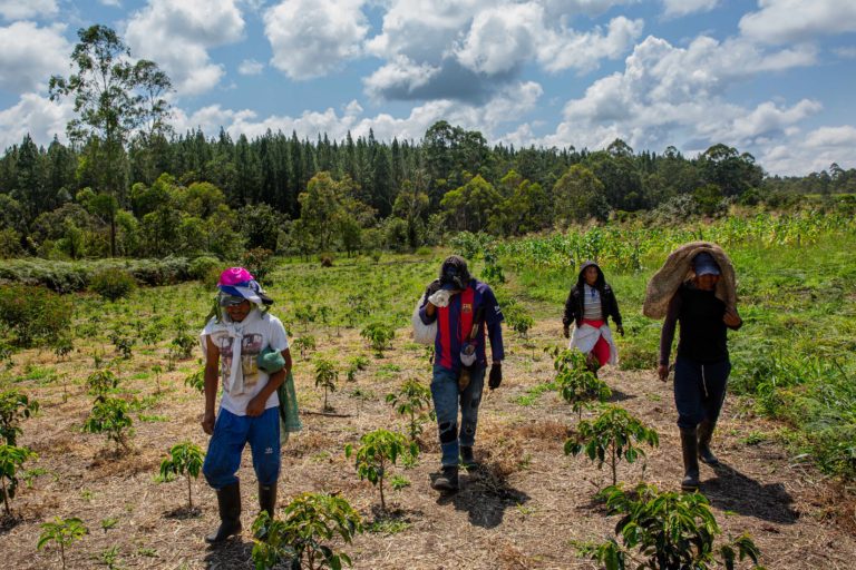 Misak men and women return from harvesting beans while crossing a community member's coffee farm. Monoculture pine and eucalyptus plantations bordering the land cultivated by the Misak can be seen in the background.