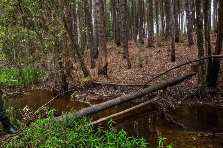 Monoculture plantations planted right next to water sources.