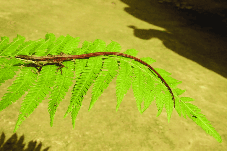 An elusive lizard thought to live only in India makes an appearance in Nepal