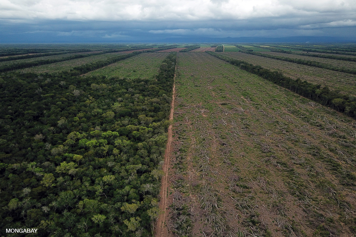 Chaco forest in Bolivia destroyed for soyabeans. 