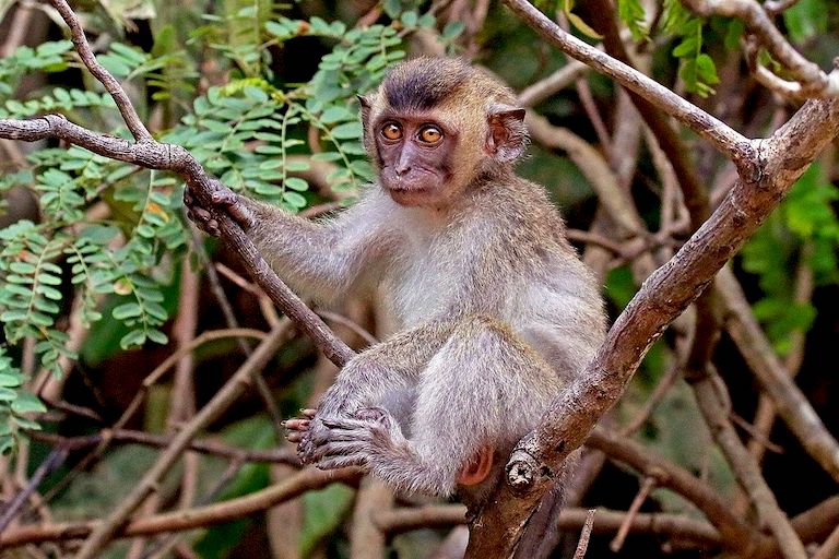 Endangered species listing of longtailed macaques 'shocking, painful