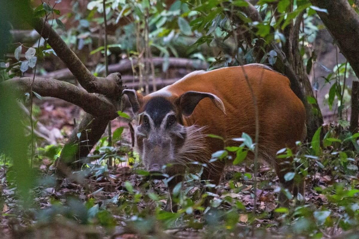 A red river hog.