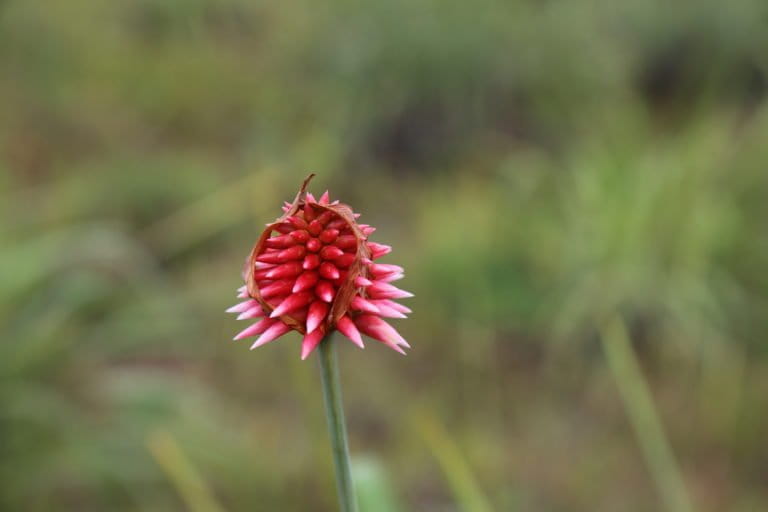 An Inírida winter flower sheds its hood.