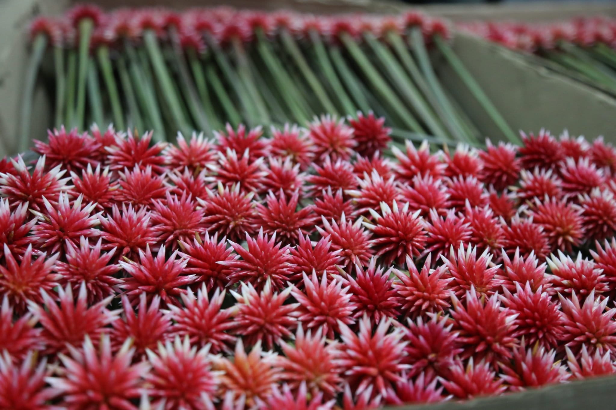 How a rare Colombian flower cultivated with Indigenous knowhow is changing lives