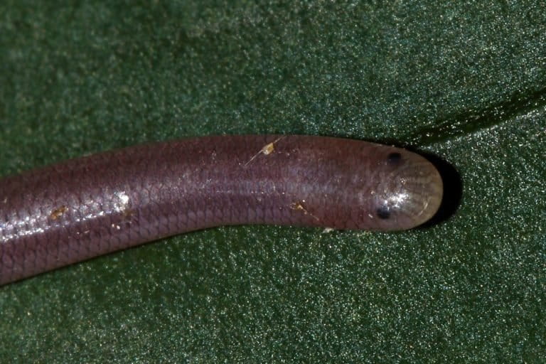 Sri Lankan researchers bring little-studied ‘flowerpot’ snake to light