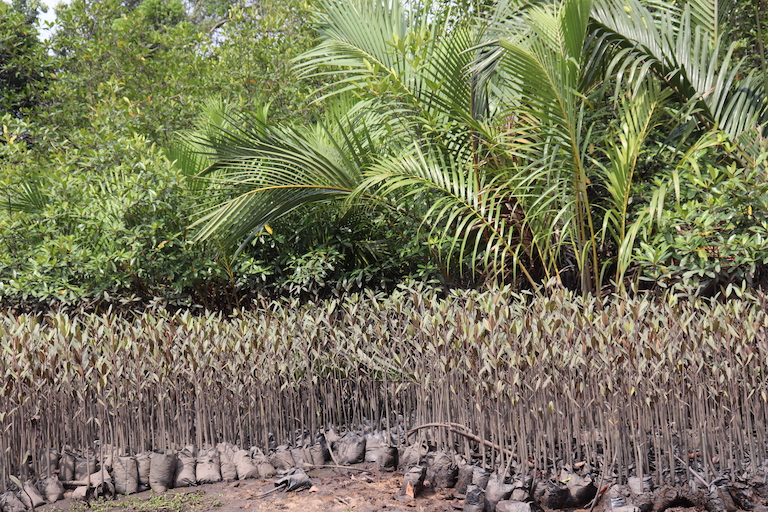 Mangrove seedlings await planting. Image by Orji Sunday for Mongabay.