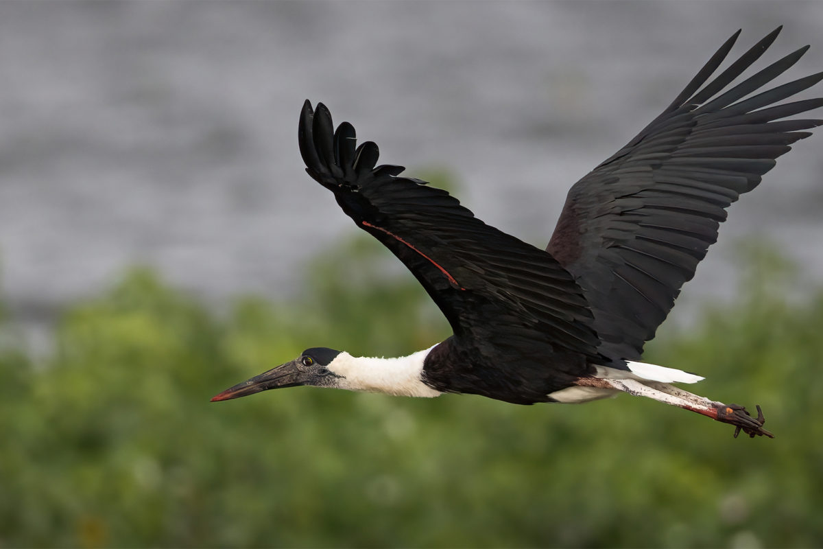 A woolly necked stork (Ciconia episcopus) in flight.