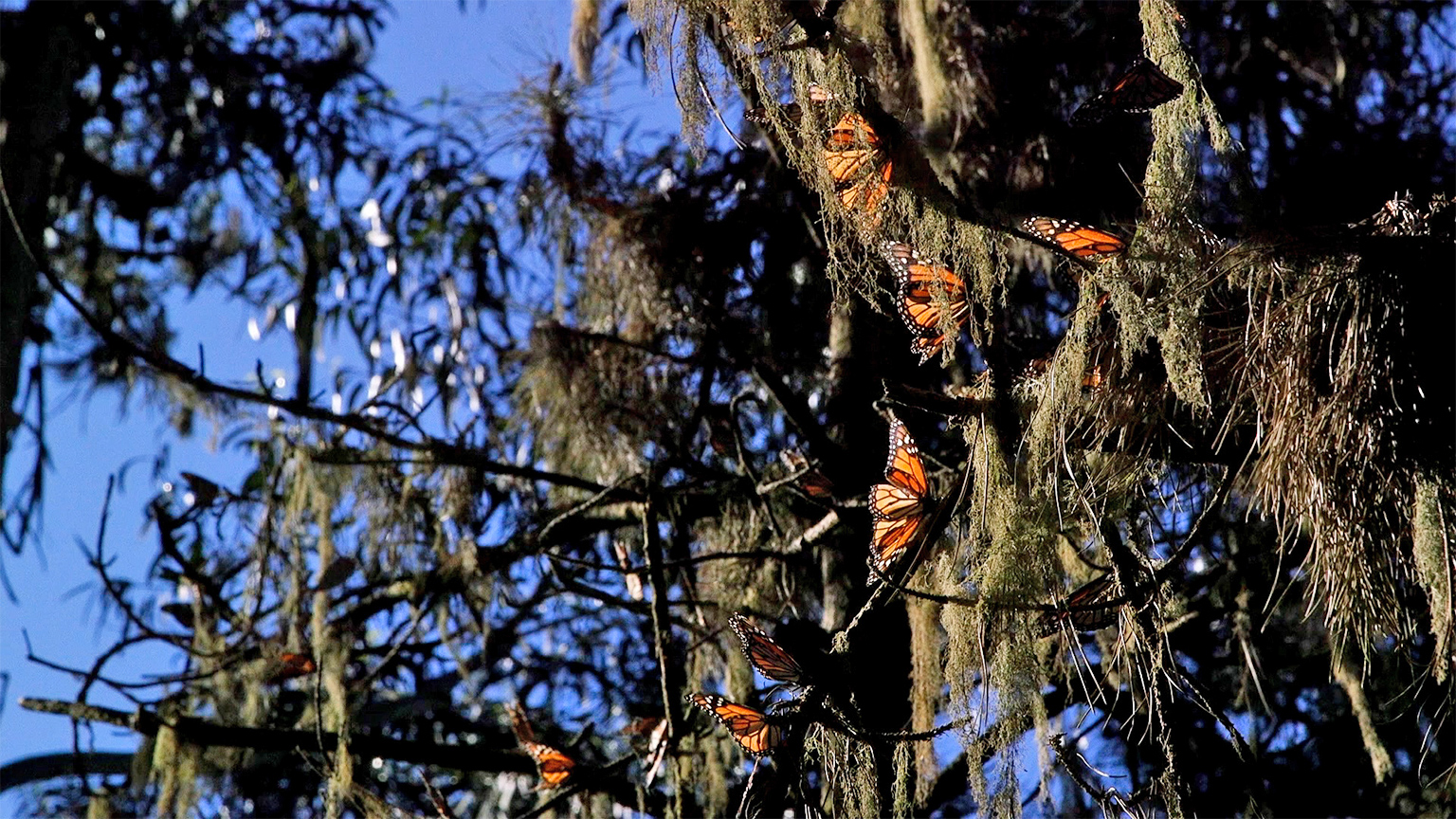 Monarch butterflies