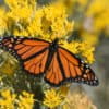 A monarch butterfly (Danaus plexippus).