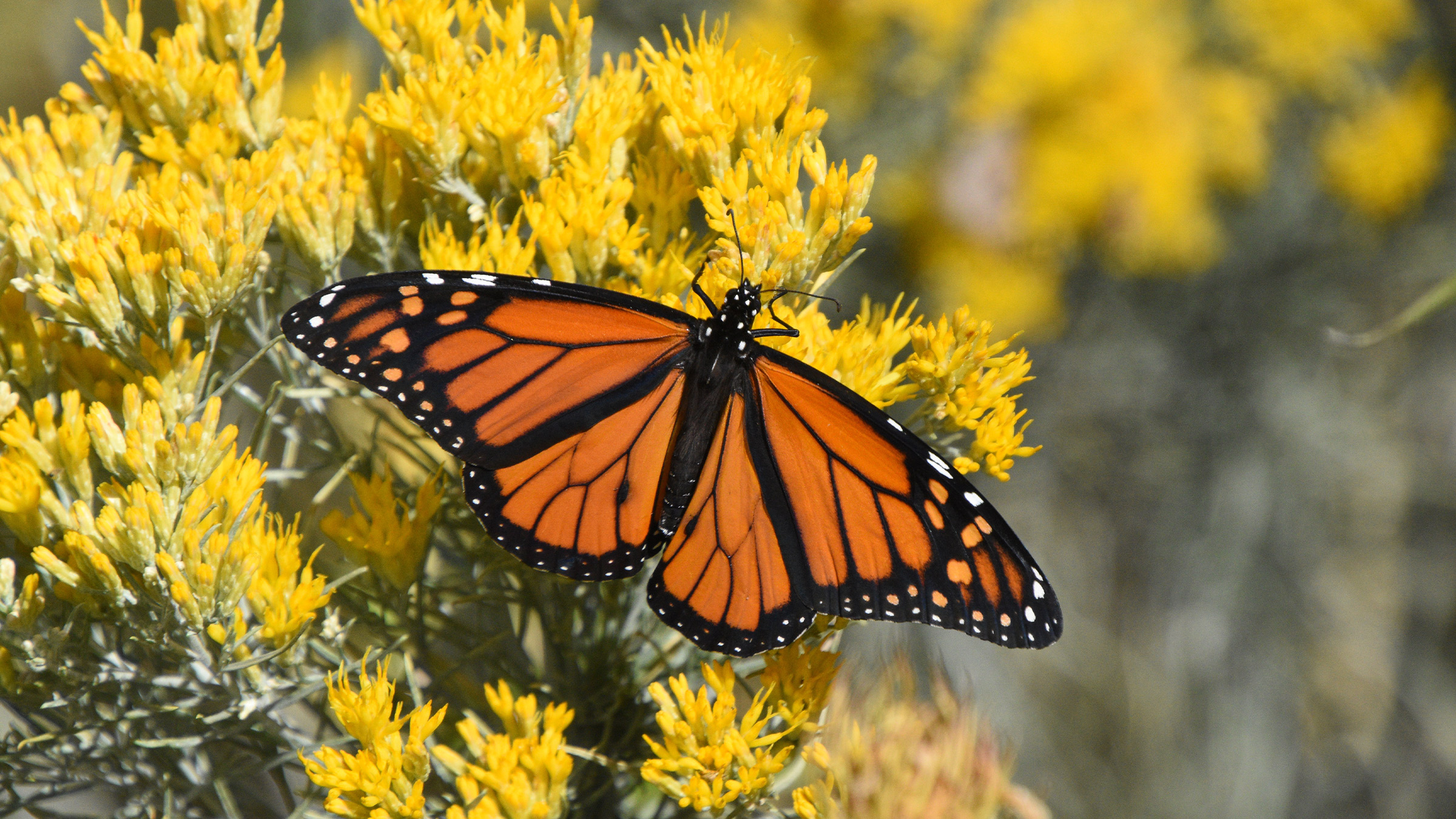 A monarch butterfly (Danaus plexippus).