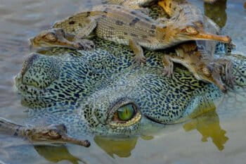 A male gharial guarding hatchlings.