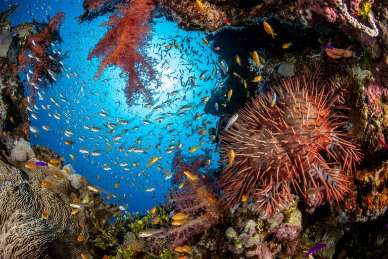 Fish and coral reef.